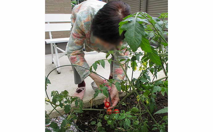 2106nakamuraトマト収穫.JPG