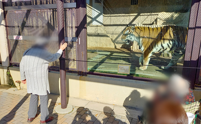 241209AkitsuDS_Zoo_Tiger.jpg