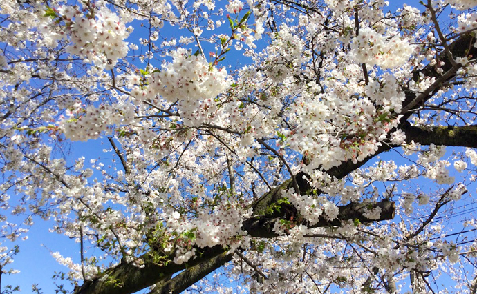 250405hlc_KomatsuDS_Hanami_1.jpg