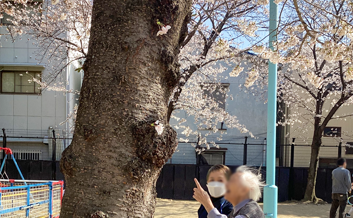 250405hlc_ikunoYado_Hanami_0207.jpg