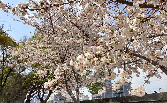 250409hlc_JotoGH_Hanami_1.jpg