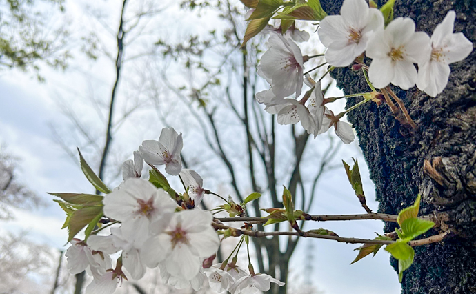 250410hlc_BunanDS_Hanami_2.jpg
