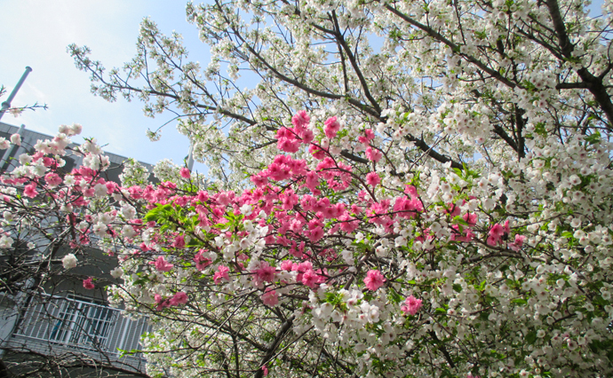 250415hlc_TamaGH_Hanami_2954.jpg