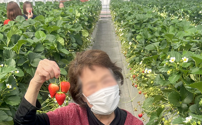 250415hlc_ozenjiYado_Strawberry_13.jpg