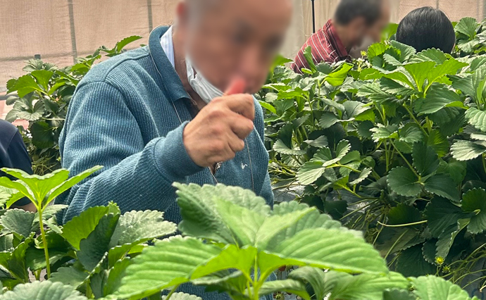 250415hlc_ozenjiYado_Strawberry_3.jpg