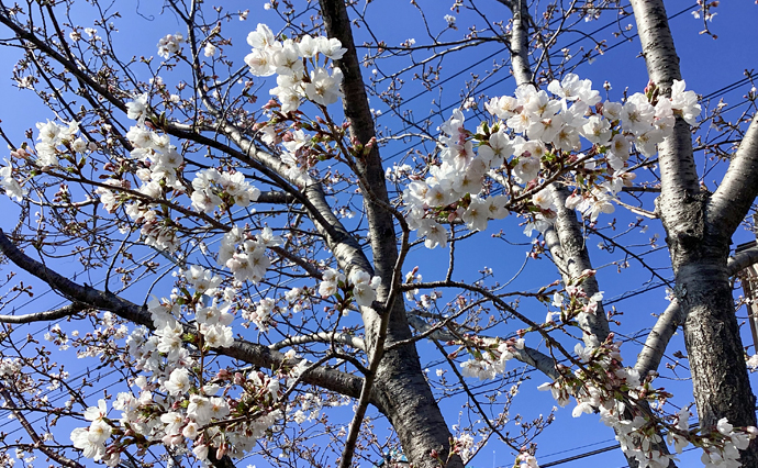 250422_hlc_EdogawaYado_Hanami_0.jpg