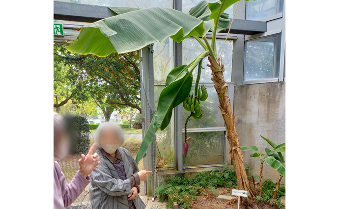 250422hlc_AkitsuDS_bigtree.jpg