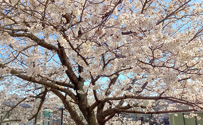 250422hlc_MinoYado_Hanami_0373.jpg