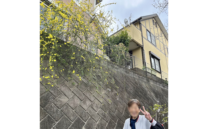 250423hlc_SugesengokuGH_Hanami_5.jpg