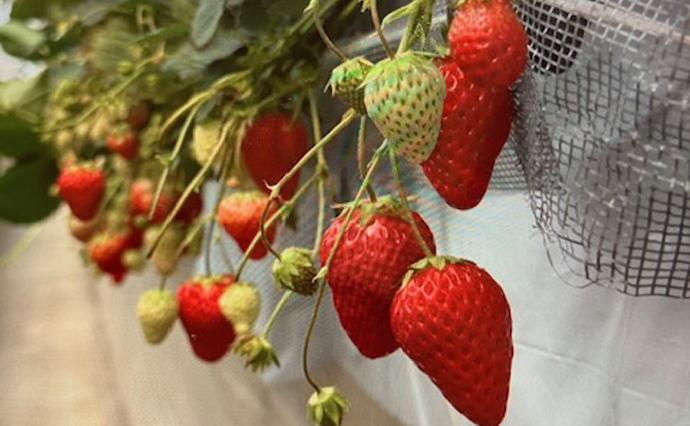 250423hlcozenjiYado_Strawberry_0254.jpg