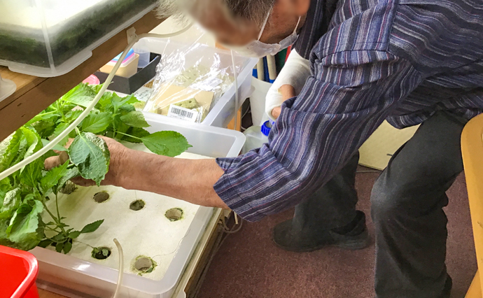 250426hlc_NagazumiDS_hydroponics_0268.jpg