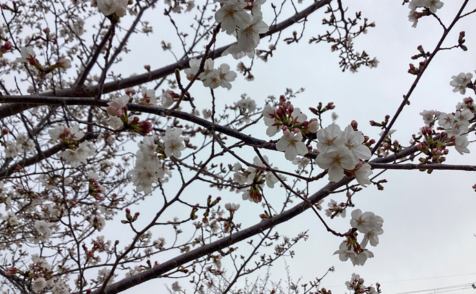 250428hlc_FushimiYado_Hanami_1.jpg