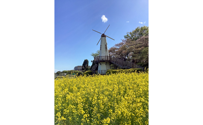 250430hlc_MinumaYado_Flower_1.jpg