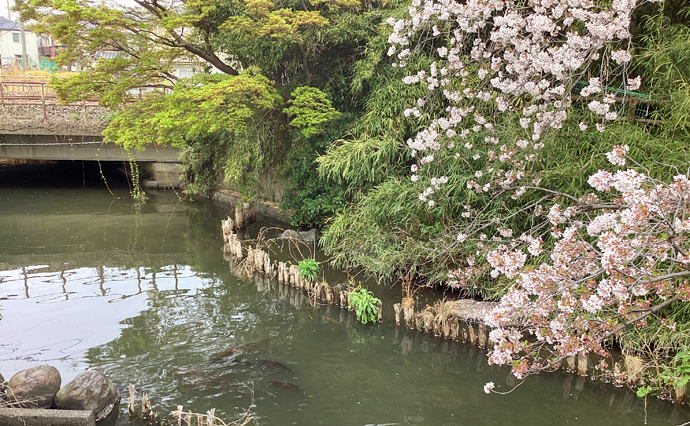 250430hlc_TamaYado_Hanami_2.jpg