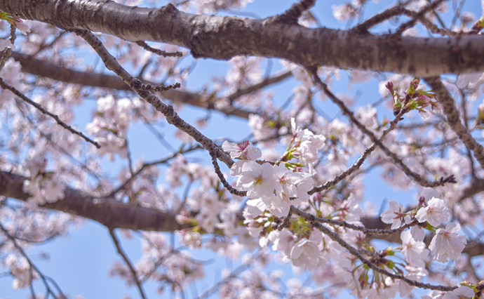 25050405hlc_HinenoDS_Hanami_1024.jpg