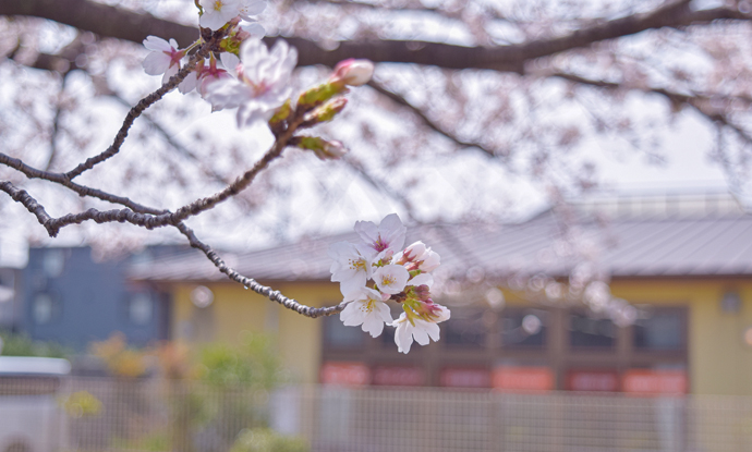 25050405hlc_HinenoDS_Hanami_1025.jpg