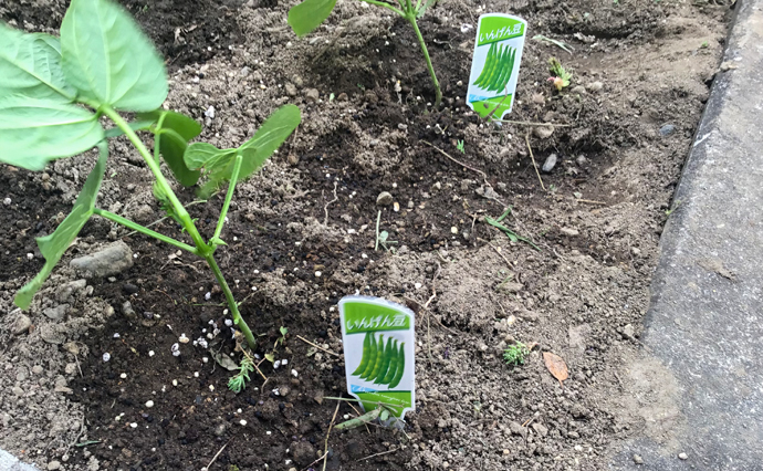 250504hlc_TaruminoDS_homegarden_0781.jpg