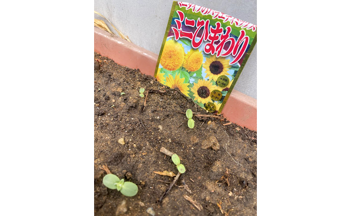 250508hlc_SugesengokuYado_Sunflower_1.jpg