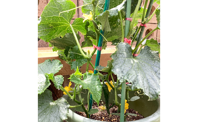 250514hlc_JotoGH_Garden2.jpg