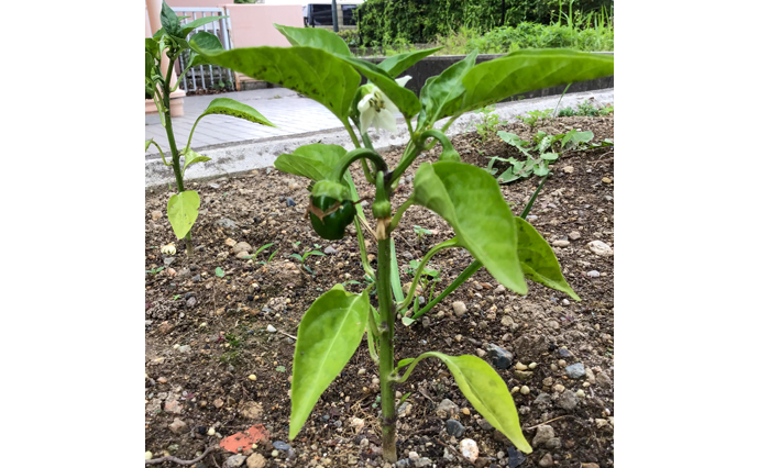 250520hlc_TaruminoDS_homegarden_1.jpg