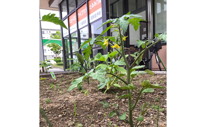 250520hlc_TaruminoDS_homegarden_2.jpg