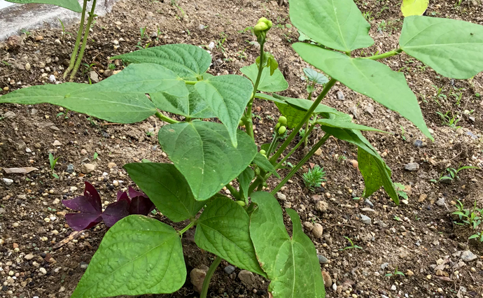 250520hlc_TaruminoDS_homegarden_4.jpg