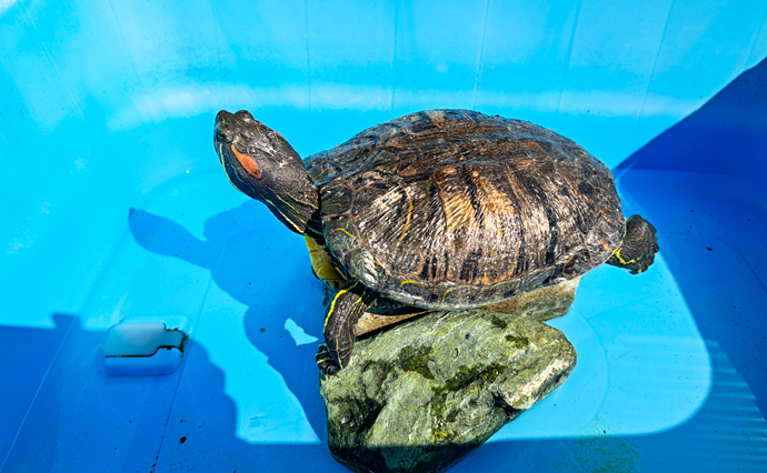 250525hlc_TsurunoyuDS_ turtle02.jpg