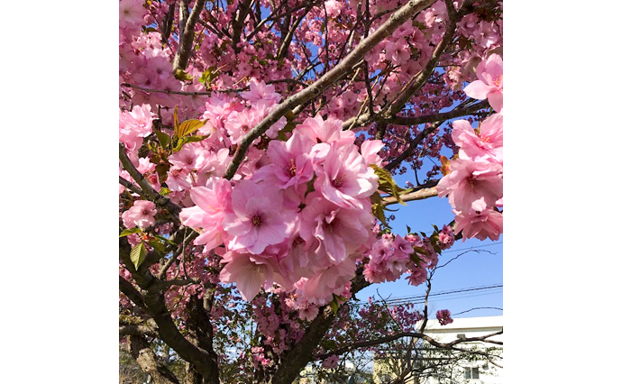 250526hlc_okurayuGH_Hanami_0141.jpg