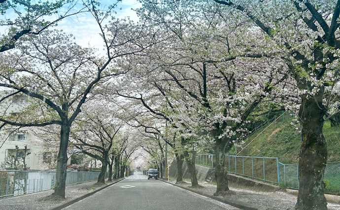 250530hlc_SugesengokuGH_Sakura01.jpg
