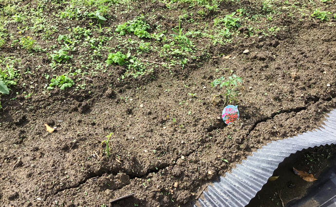 250609hlc_izumiotsuDS_Farm_3278.jpg