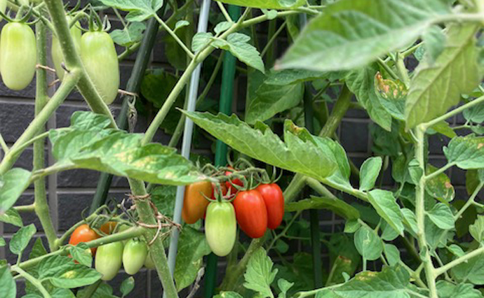 250720hlc_ozenjiGH_tomato_3393.jpg