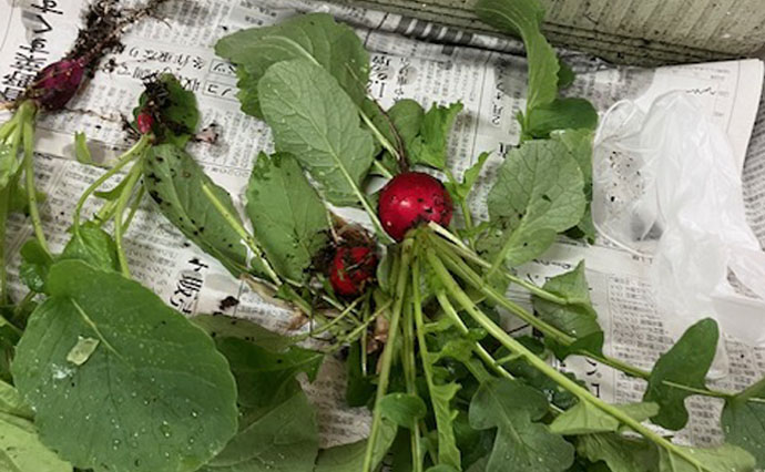 260402HLC_Ozenji_grow vegetables_3710.jpg