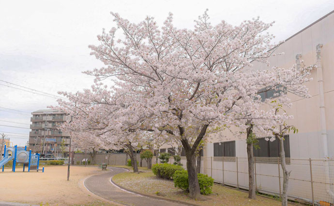 260409HLC_Hineno_Hanami_7108.jpg