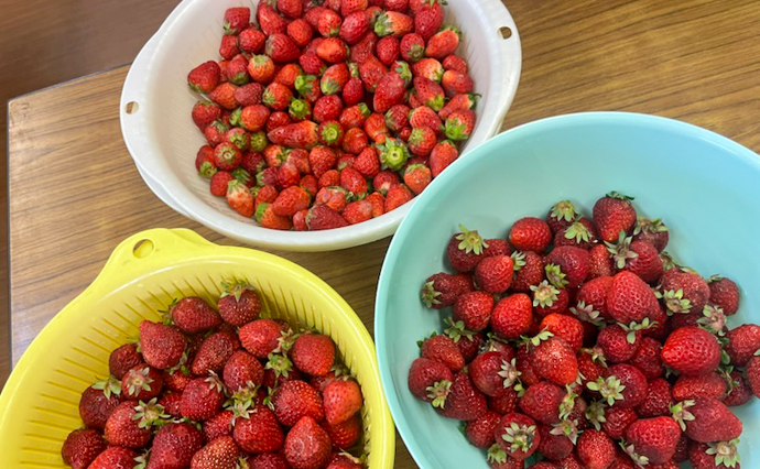 260417HLC_Arakogawa_Strawberry_1.jpg