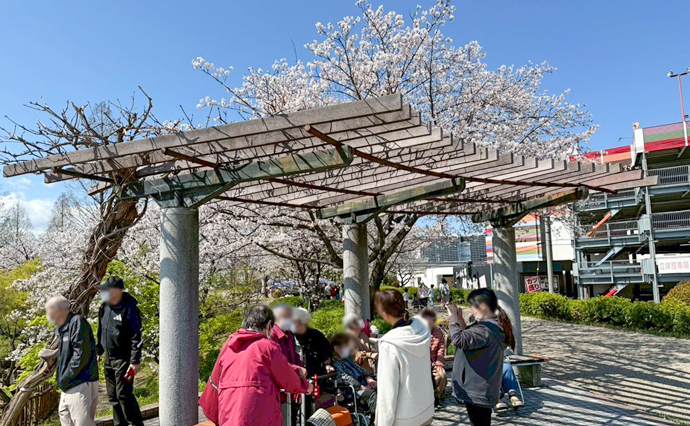 260418HLC_Arakogawa_Hanami_1.jpg