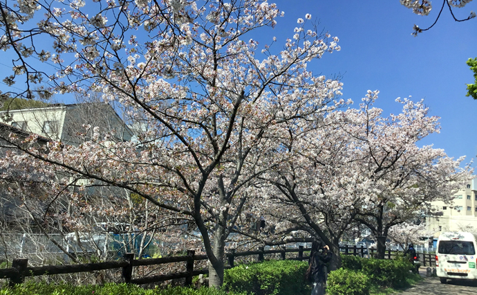 260420HLC_Nada_Hanami_1.jpg