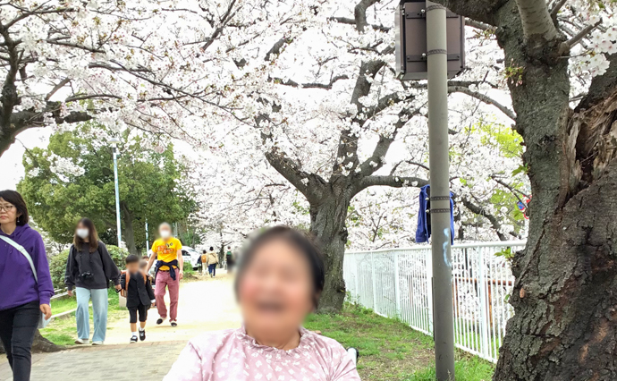 260422HLC_Itayado_hanami_3241.jpg