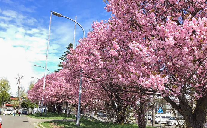 260502HLC_OkurayuGH_Hanami_0086.jpg