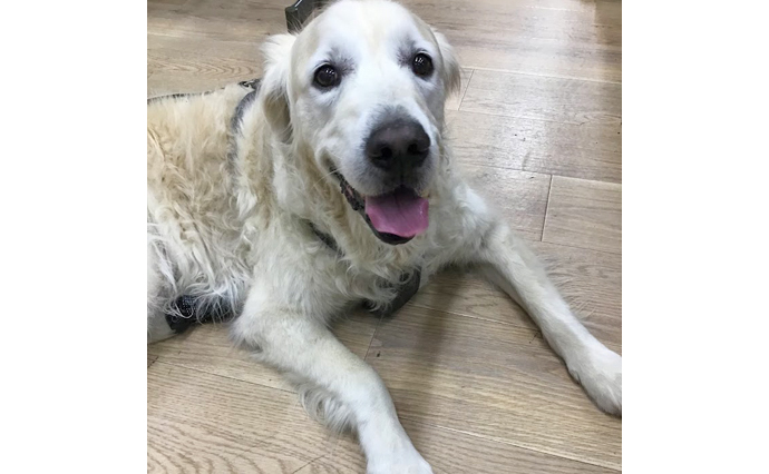 260510HLC_Komatsu_Dog.jpg