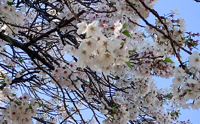 260513HLC_Funabashi_Sakura.jpg