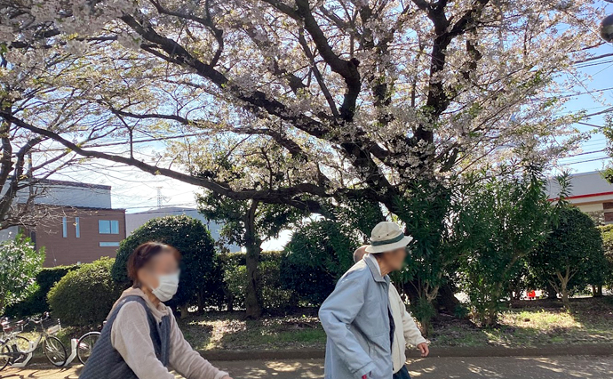 260513HLC_Funabashi_Sakura_2.jpg