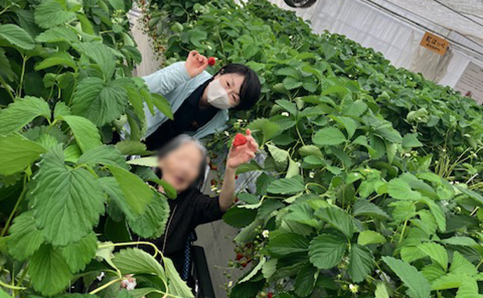 260515HLC_Ozenji_Strowberry_5292.jpg