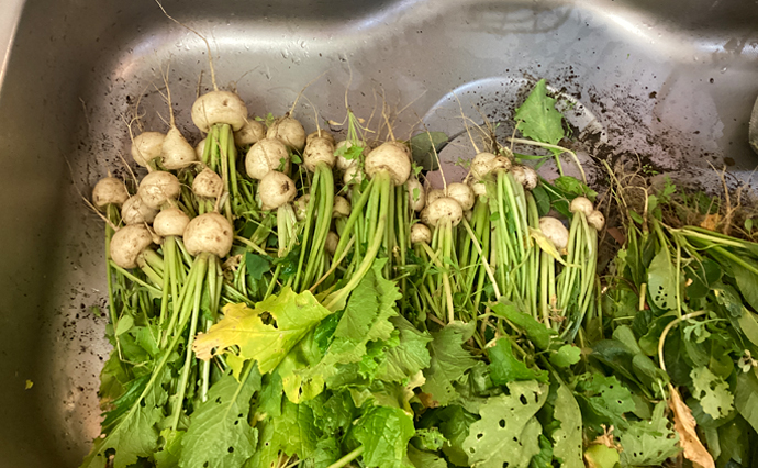 260522HLC_Miyamae_turnip_3.jpg