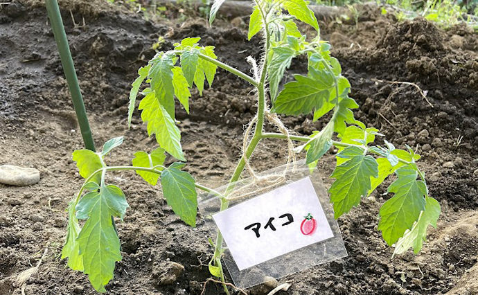260606HLC_SugesengokuGH_garden_6.jpg