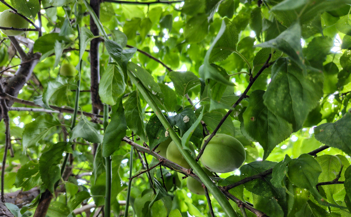 260616HLC_Ozenji_Plum_565.jpg