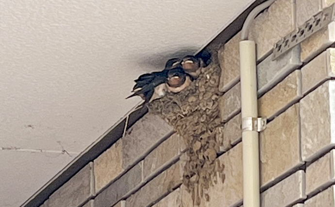 260723HLC_Iruma_Swallow_6833.jpg