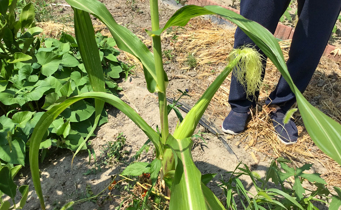 260727HLC_Izumiotsu_homegarden_3472.jpg