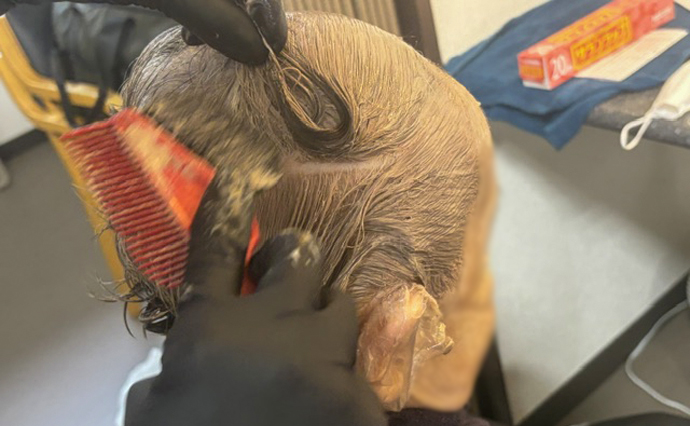 260813HLC_kawana_HairCut1.jpg