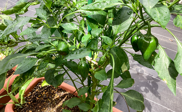 260824HLC_NakamurabashiGH_HomeGarden_1.jpg