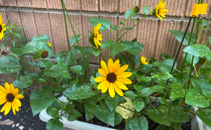 260824HLC_Tsuru_Homegarden__1760.jpg